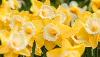 Nærbilde av levende gule påskeliljer i full blomst, med trompetformede sentrale deler omgitt av flate kronblad. Blomstene er tett klynget, og skaper en lys, solrik skjerm mot en uskarp grønn bakgrunn.